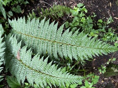 Polystichum transvaalense