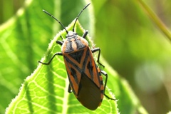 Spilostethus rivularis