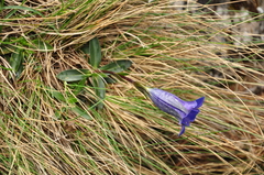 Gentiana clusii
