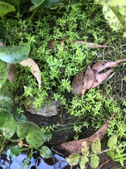 Crassula helmsii