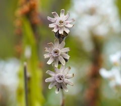 Silene burchellii