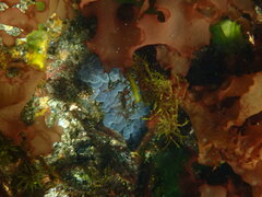 Phlyctenanthus australis