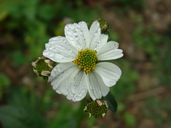 Bidens alba