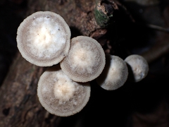 Favolaschia manipularis
