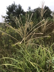 Miscanthus sinensis — photo 3
