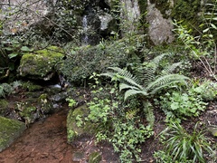 Polystichum transvaalense