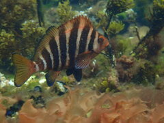 Chirodactylus spectabilis