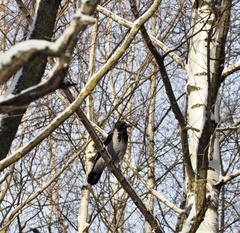 Corvus cornix