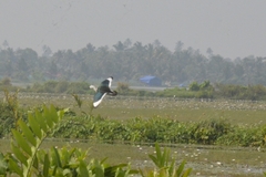 Nettapus coromandelianus