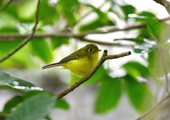 Phylloscopus intermedius