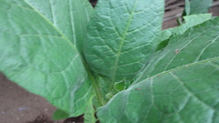 Nicotiana tabacum