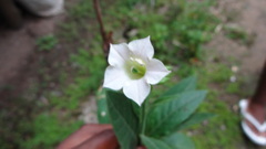 Nicotiana tabacum