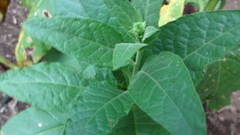 Nicotiana tabacum