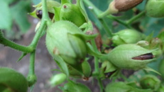 Nicotiana tabacum