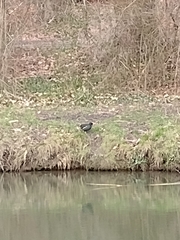 Gallinula chloropus