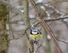 Cyanistes caeruleus