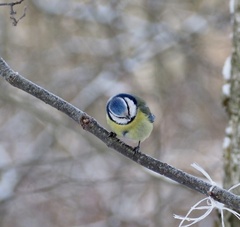 Cyanistes caeruleus