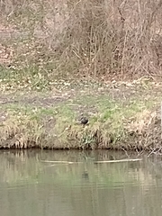 Gallinula chloropus