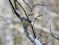 Cyanistes caeruleus