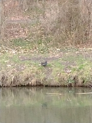 Gallinula chloropus