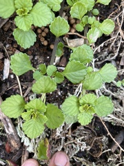 Plectranthus lucidus