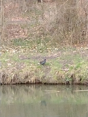 Gallinula chloropus
