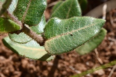 Asclepias albens