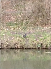 Gallinula chloropus
