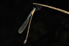 Synlestes selysi