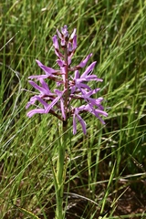 Disa nervosa