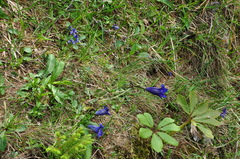 Gentiana clusii
