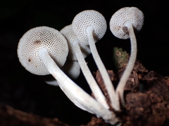 Favolaschia manipularis