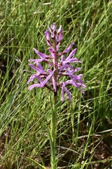 Disa nervosa