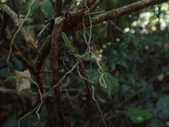 Plectorrhiza tridentata