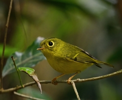 Phylloscopus intermedius