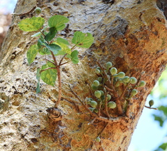 Ficus sycomorus sycomorus