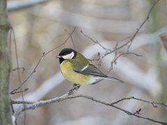 Parus major