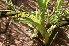 Disa nervosa