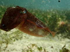 Sepia plangon