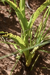 Disa nervosa