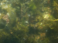 Chirodactylus spectabilis