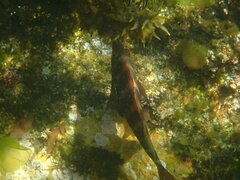 Chirodactylus spectabilis