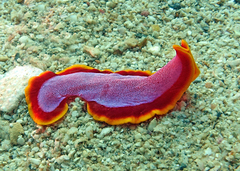 Pseudoceros ferrugineus