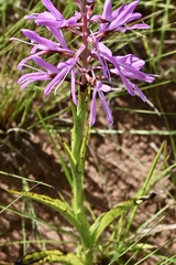 Disa nervosa