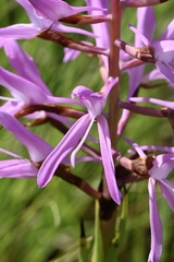 Disa nervosa