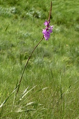 Watsonia densiflora