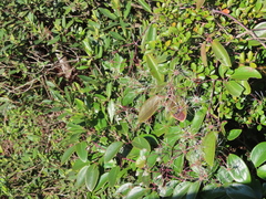 Clematis crassifolia
