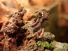 Tubifera microsperma