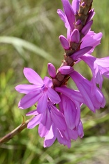 Watsonia densiflora