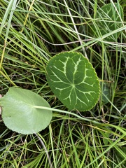 Senecio oxyriifolius
